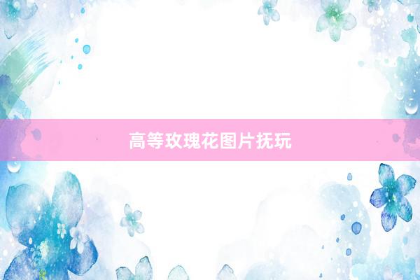 高等玫瑰花图片抚玩