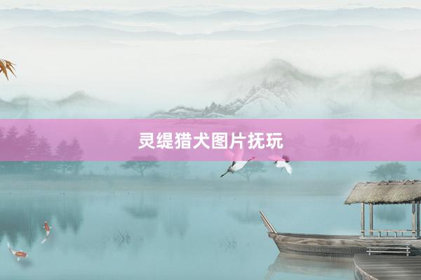 灵缇猎犬图片抚玩